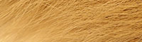 Bucktail - Beige