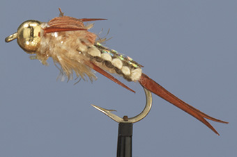 Early Brown BH