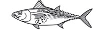 Gamefish Engravings - Albacore