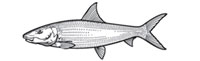 Gamefish Engravings - Bonefish