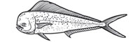 Gamefish Engravings - Dorado