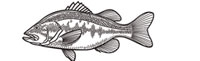 Gamefish Engravings - Freshwater Bass