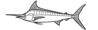 Gamefish Engravings - Marlin