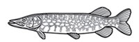 Gamefish Engravings - Pike