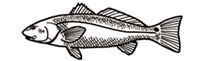 Gamefish Engravings - Redfish