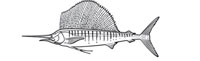Gamefish Engravings - Sailfish