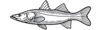 Gamefish Engravings - Snook