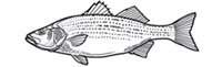 Gamefish Engravings - Stripped Bass