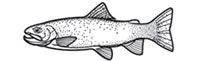 Gamefish Engravings - Trout