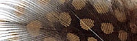 JMC® Vulturine Feathers - Brown