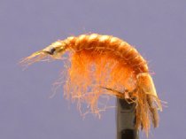 Orange Hair Shrimp